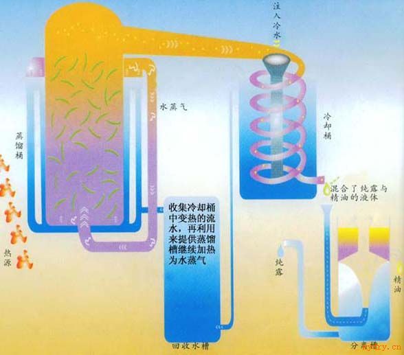 大型植物精油提取设备